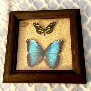 Butterfly Taxidermy Framed Art